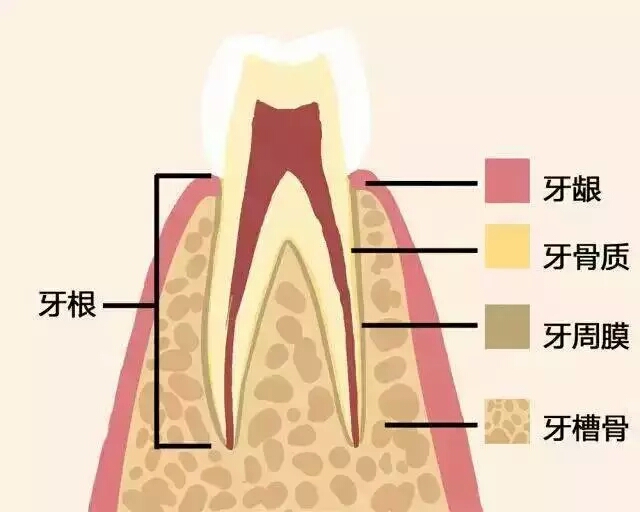 牙齒好，就是財(cái)富！